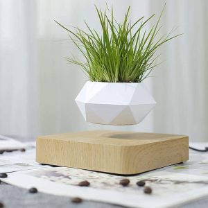 Plante en pot suspendu